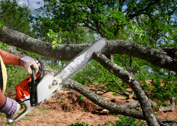 How Our Tree Care Process Works  in  Valrico, FL